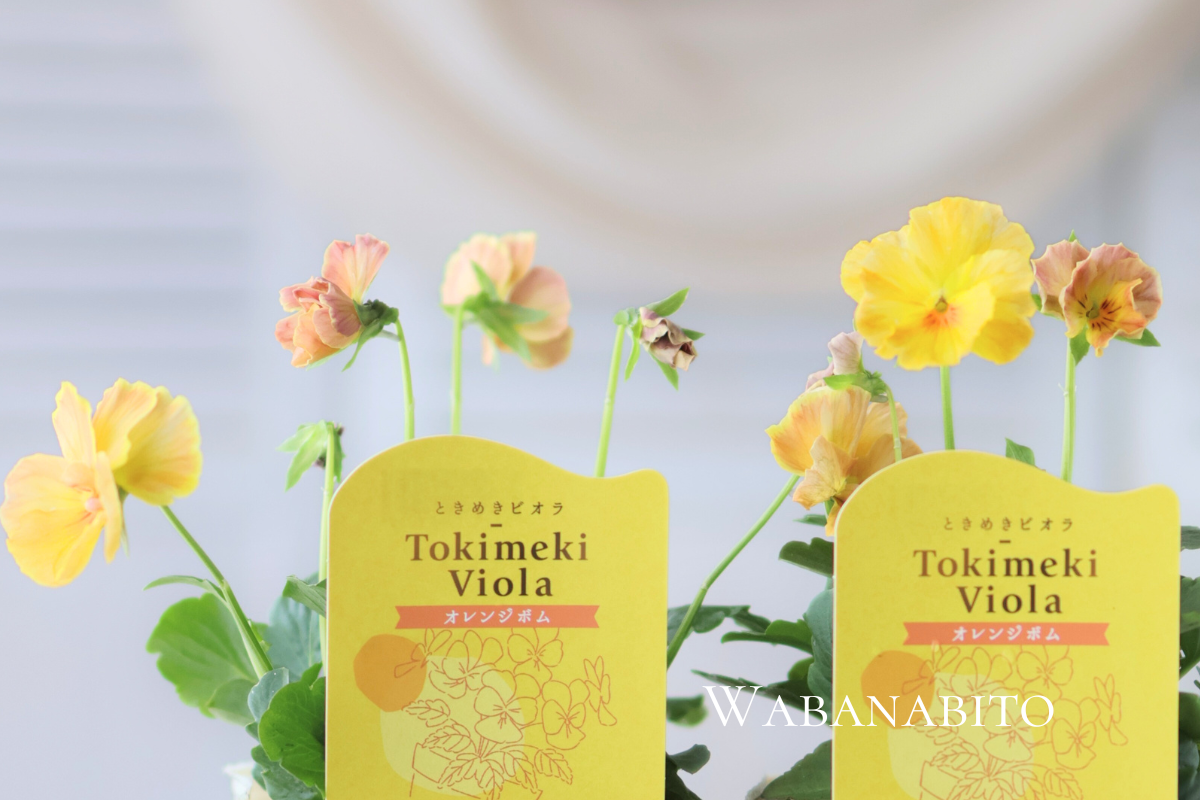 ときめきビオラ全品種まとめ|心がときめく13の色と寄せ植えアイデア15