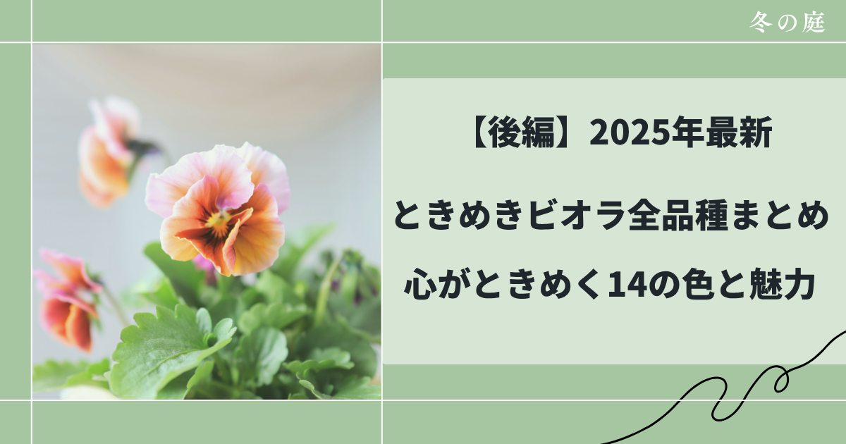後編前編和花人おすすめのときめきビオラ