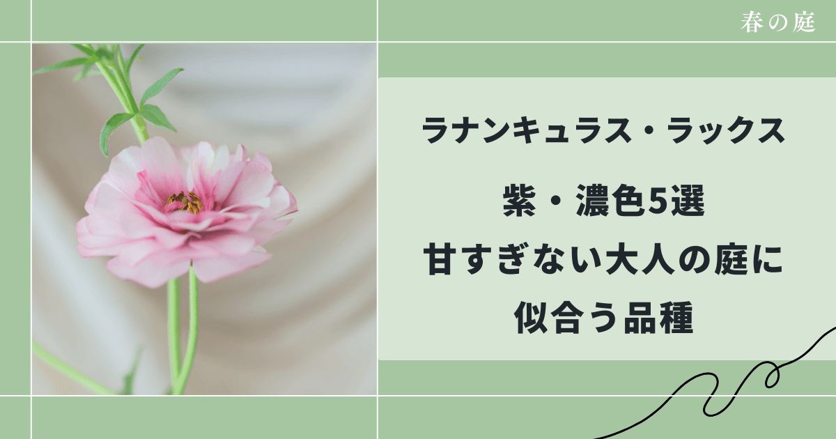 ラナンキュラス・ラックス紫・濃色5選｜甘すぎない大人の庭に似合う品種