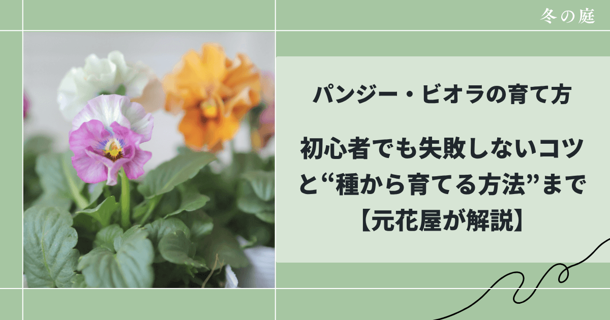 パンジー・ビオラの育て方初心者でも失敗しないコツと種から育てる方法【元花屋が解説】