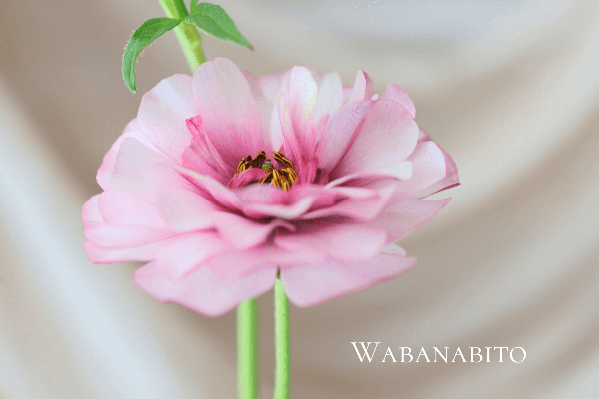 ラナンキュラス・ラックス