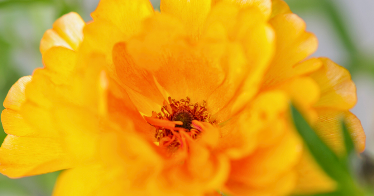 美しいラナンキュラスラックスの花