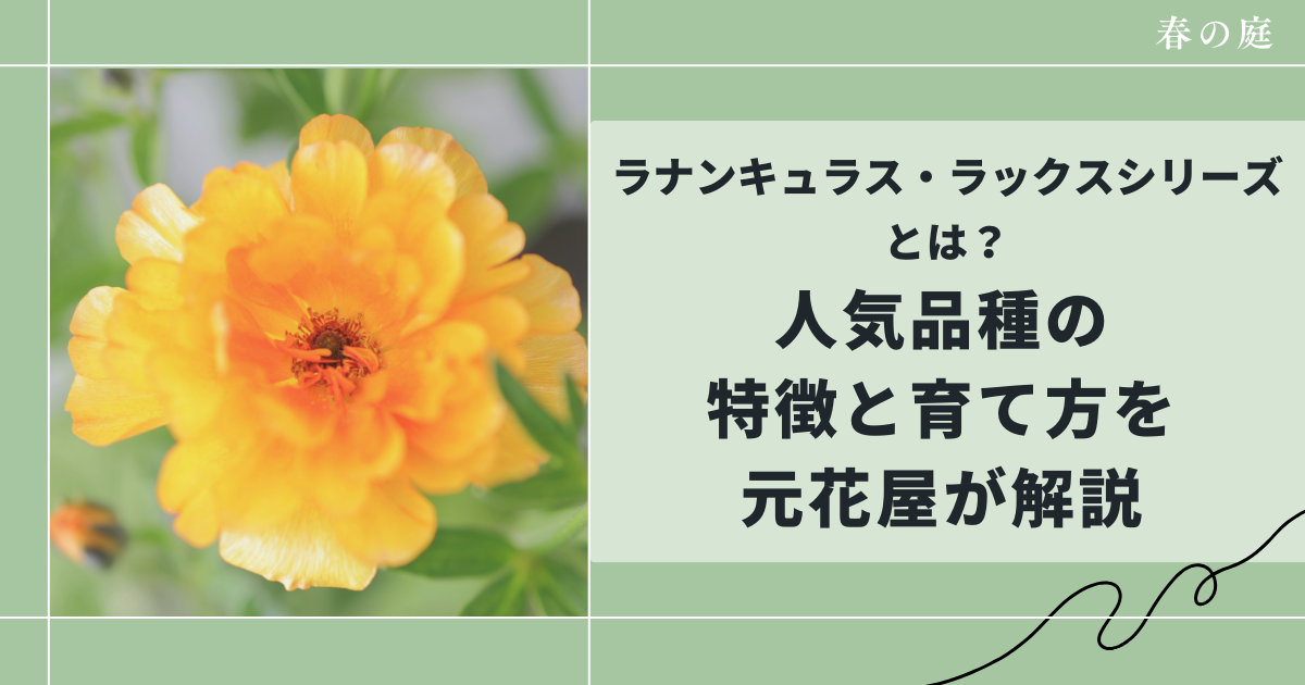 ラナキュラスラックスハデスの育て方紹介記事