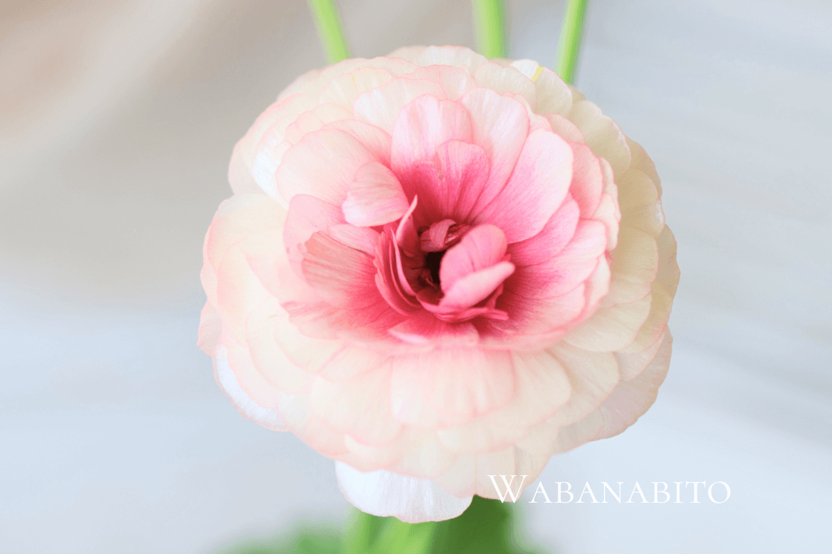 ラナンキュラス・ラックス