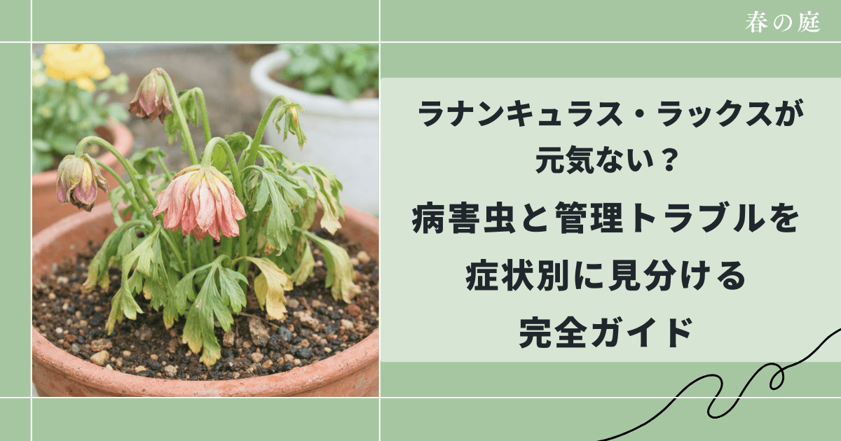 ラナンキュラス・ラックスが元気ない？病害虫と管理トラブルを症状別に見分ける完全ガイド