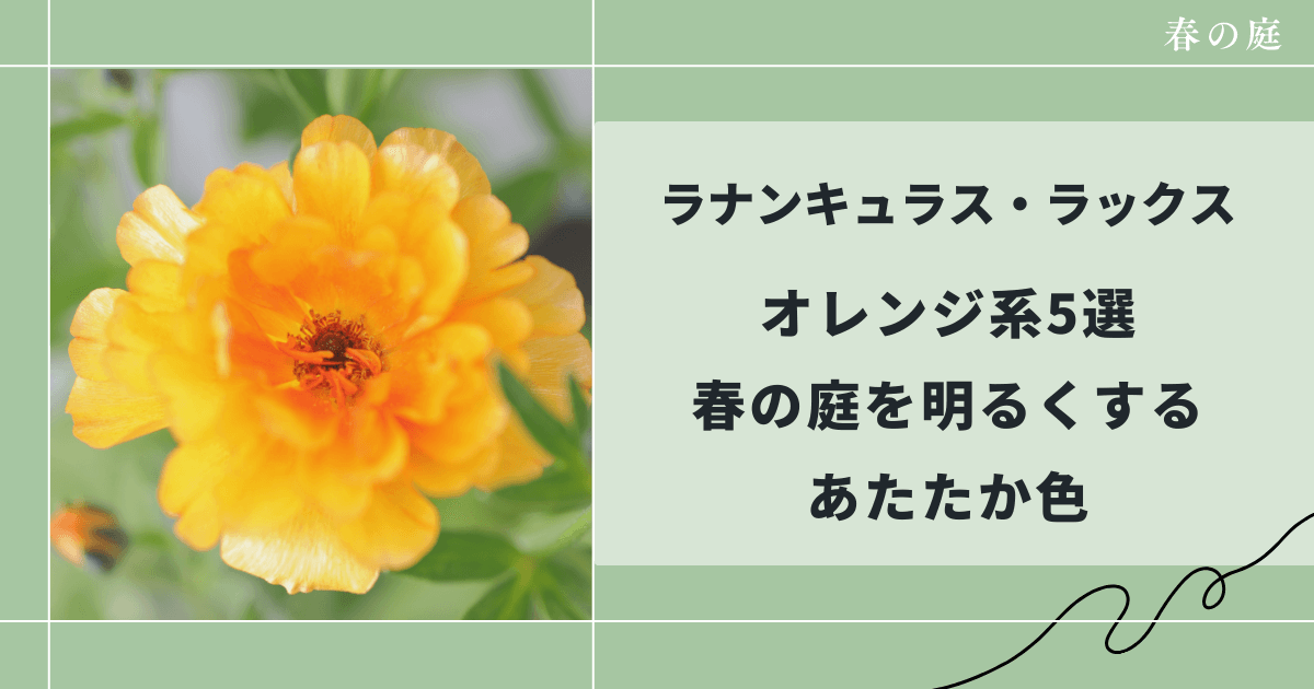 ラナンキュラス・ラックスオレンジ系5選春の庭を明るくするあたたか色