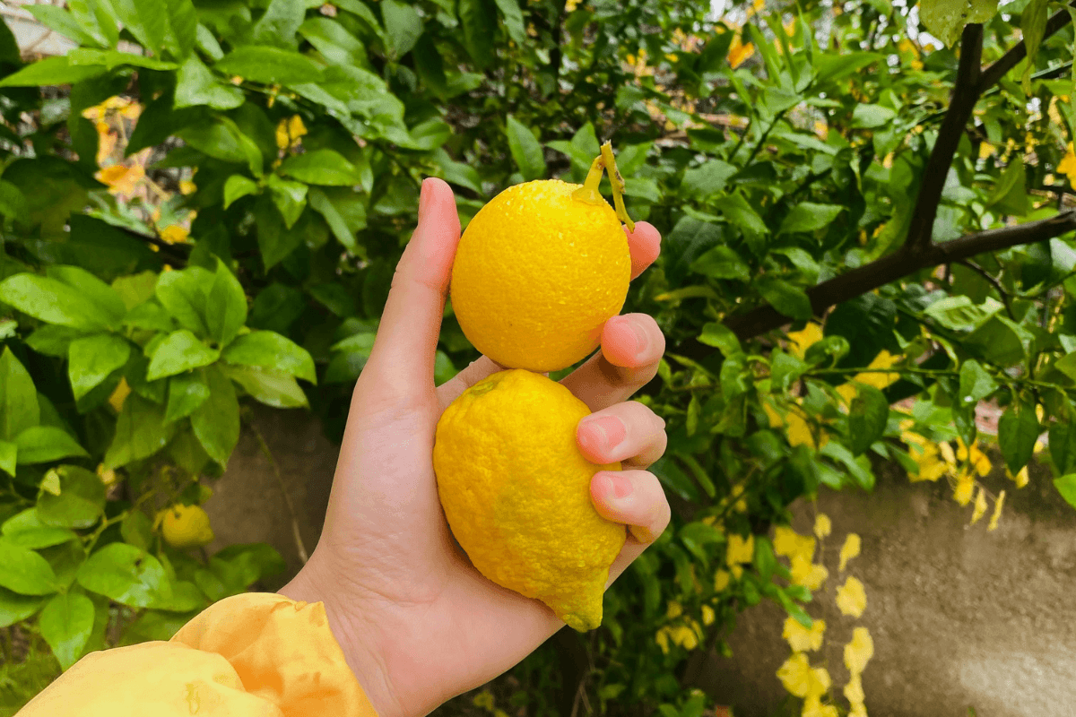 レモンの木
