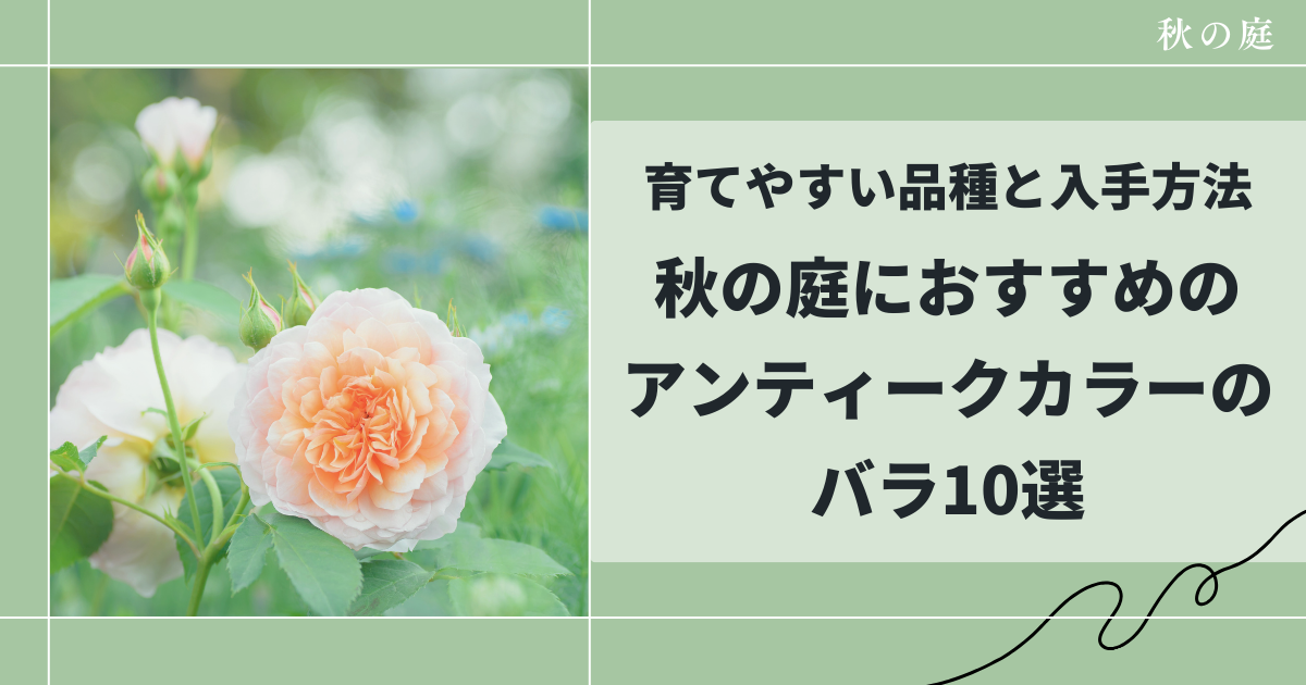 秋バラのアンティーク色おすすめ10選