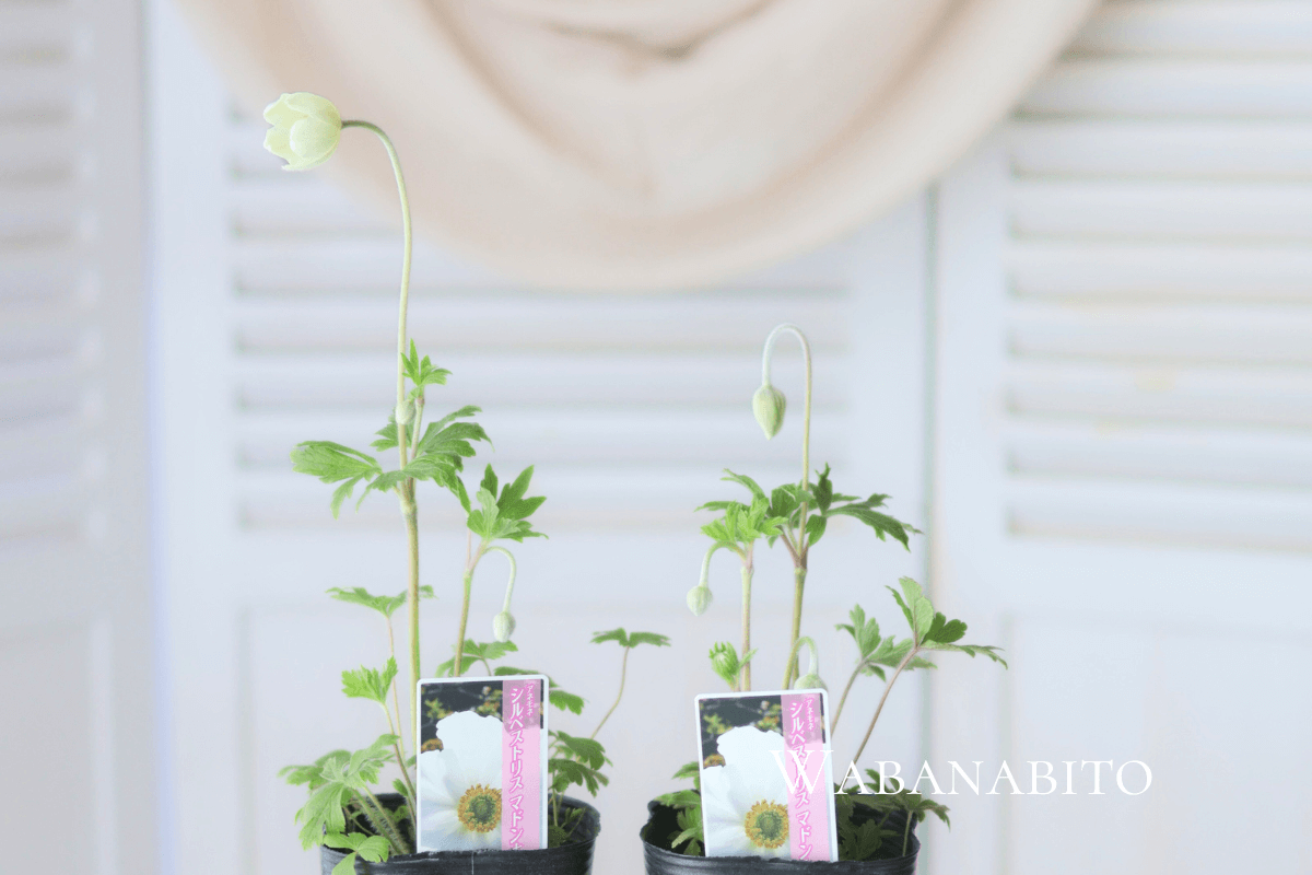 アネモネの原種シルベストリス