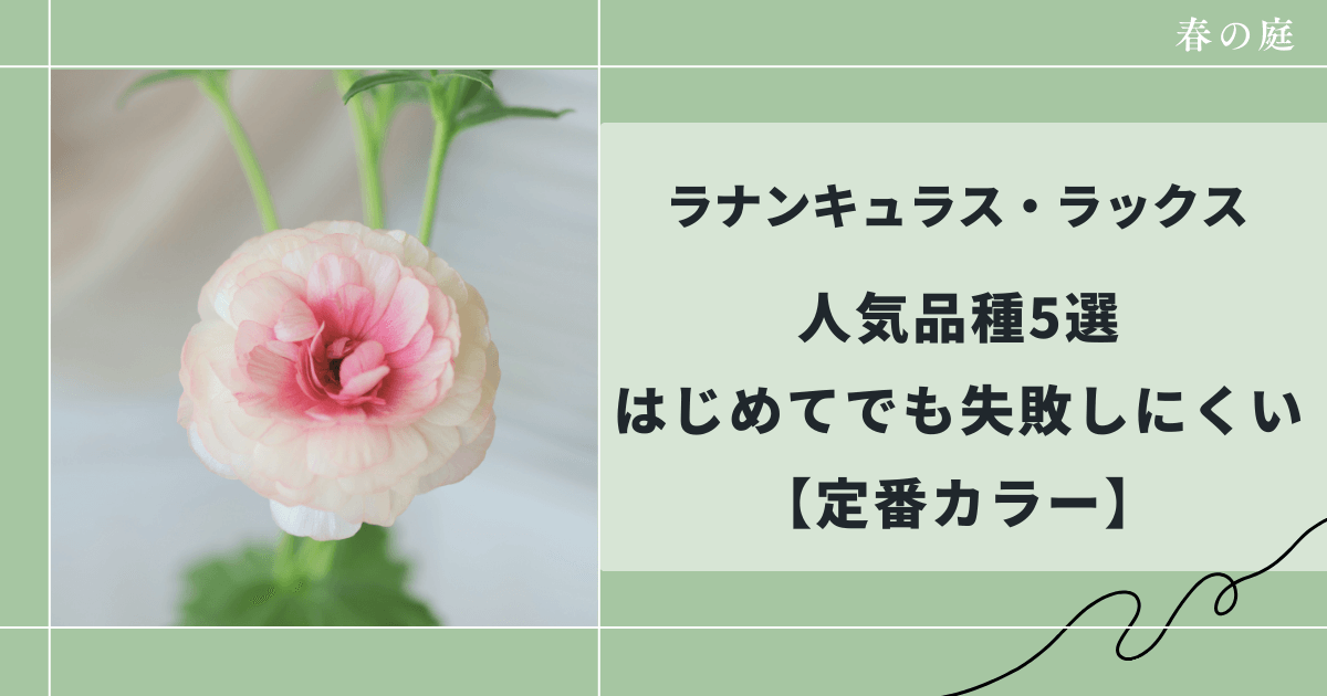 ラナンキュラス・ラックス人気品種5選｜はじめてでも失敗しにくい定番カラー