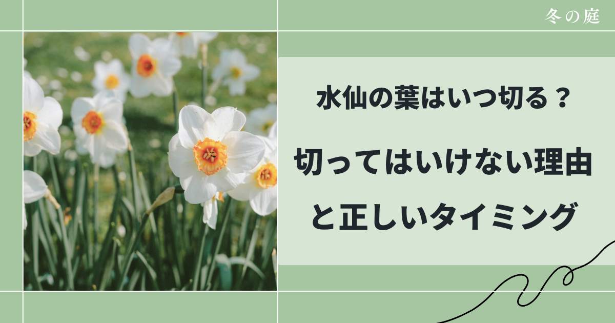 水仙の葉はいつ切る？翌年咲かせるための正しい管理