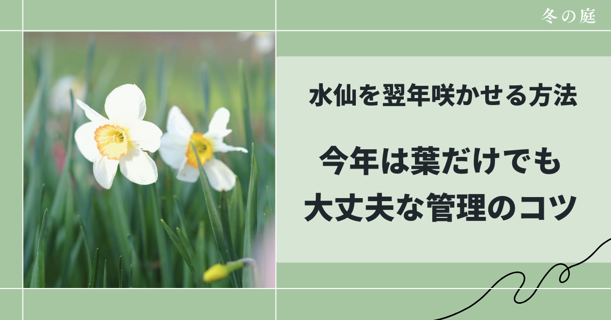 水仙を翌年咲かせる方法｜今年は葉だけでも大丈夫な管理のコツ