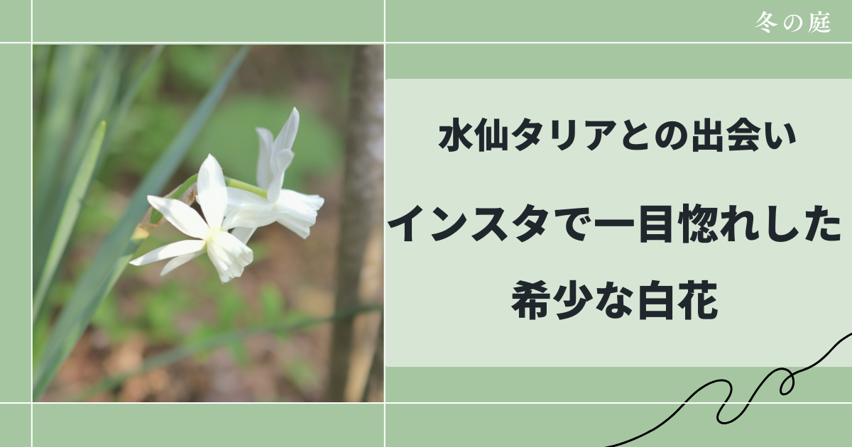 水仙「タリア」という白い名品種｜一目惚れして探し続けた理由