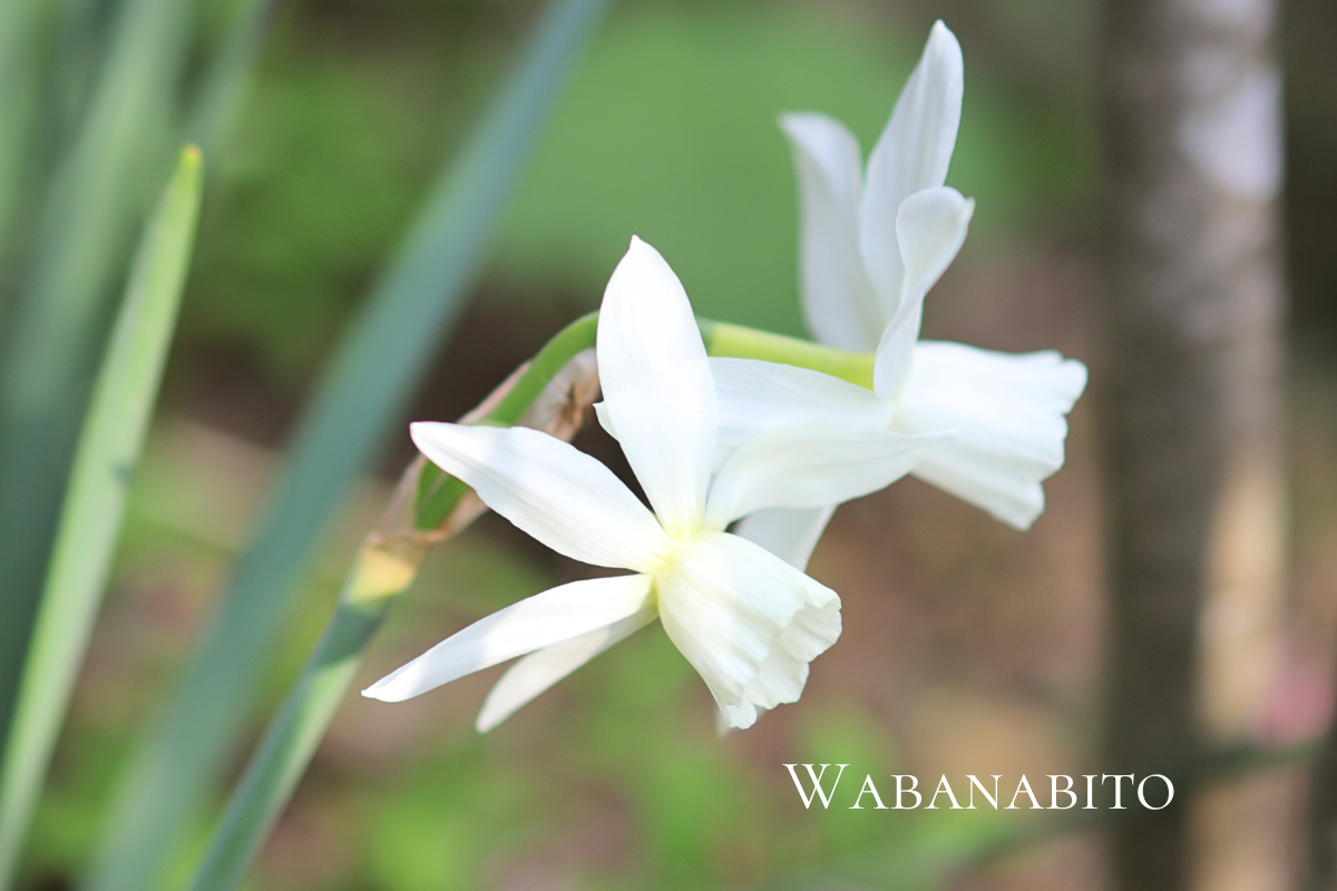 水仙の希少白花品種タリア