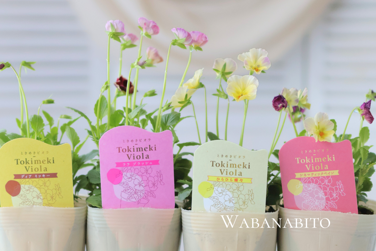 ときめきビオラ全品種まとめ|心がときめく13の色と寄せ植えアイデア5