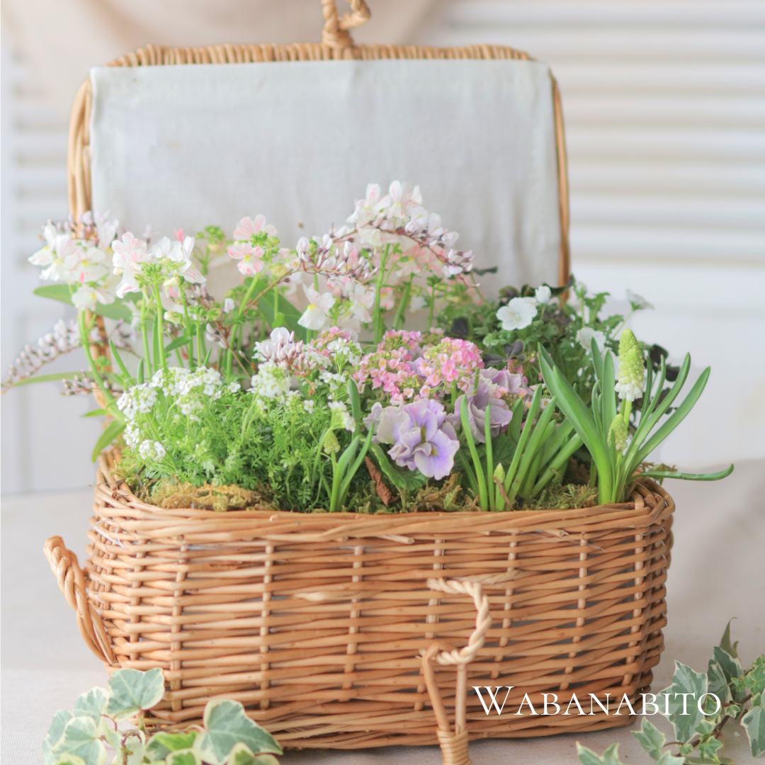 春のギャザリング寄せ植え