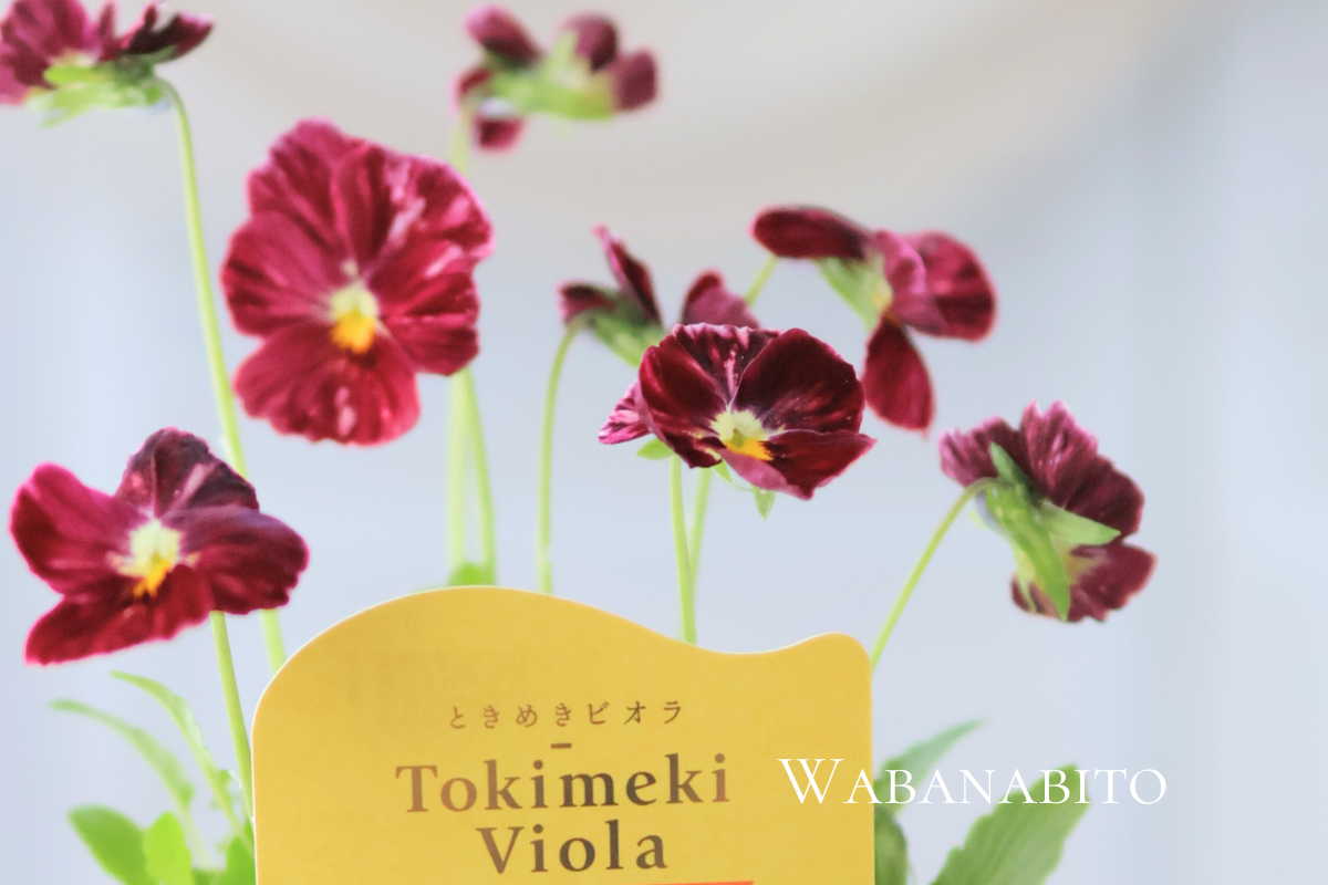ときめきビオラ全品種まとめ|心がときめく13の色と寄せ植えアイデア4