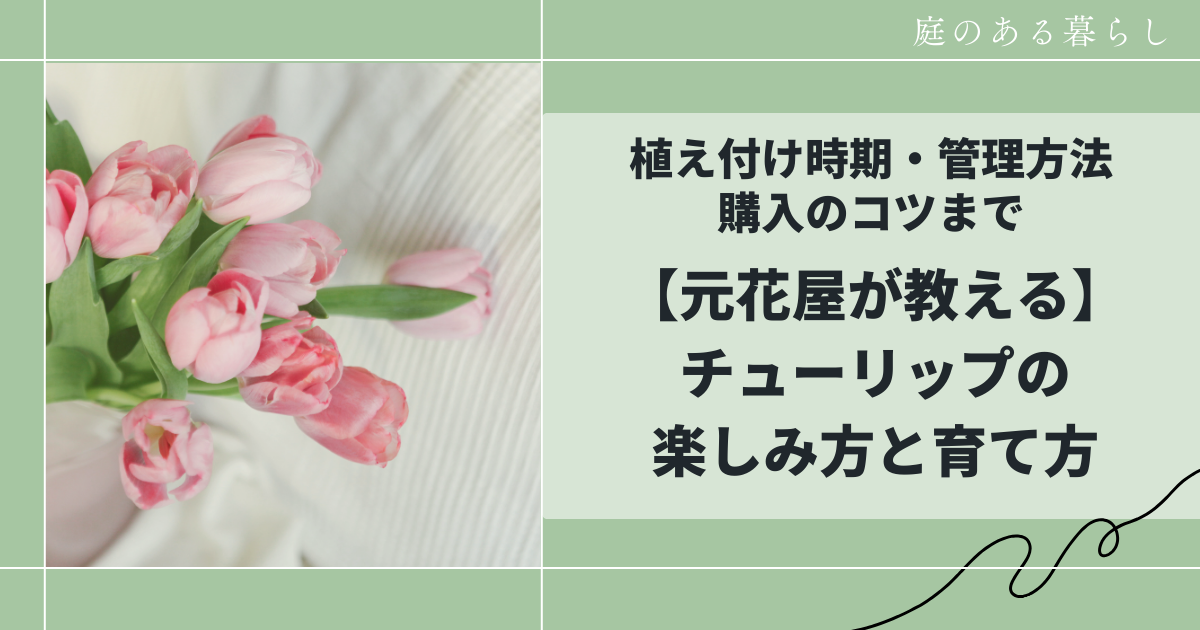 チューリップの植え方や育て方の記事