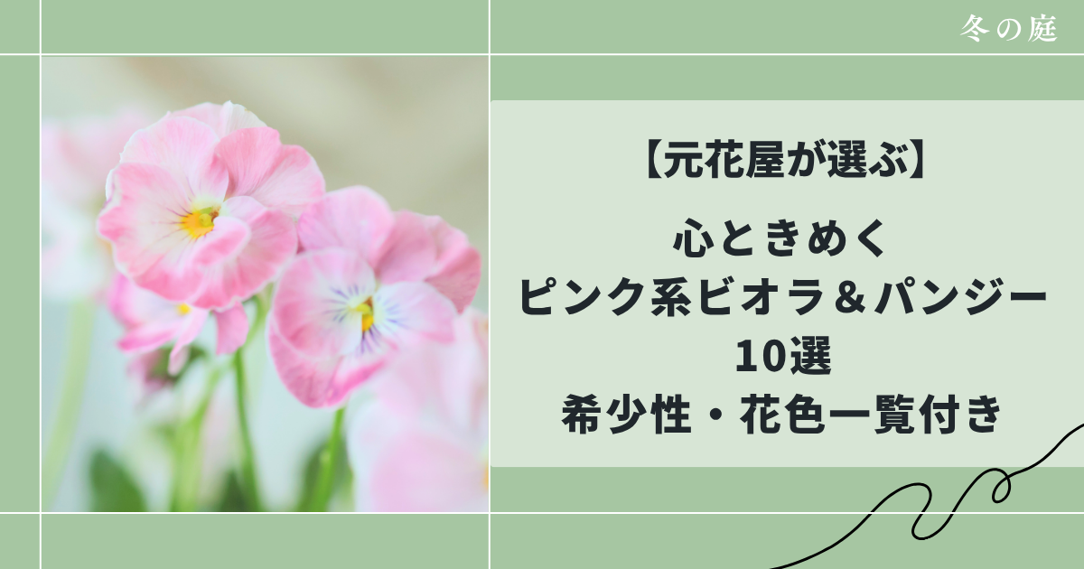 【元花屋が選ぶ】心ときめくピンク系ビオラ＆パンジー10選希少性・花色一覧付き