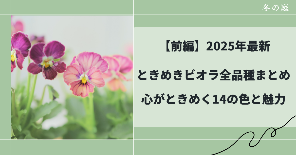 前編和花人おすすめのときめきビオラ
