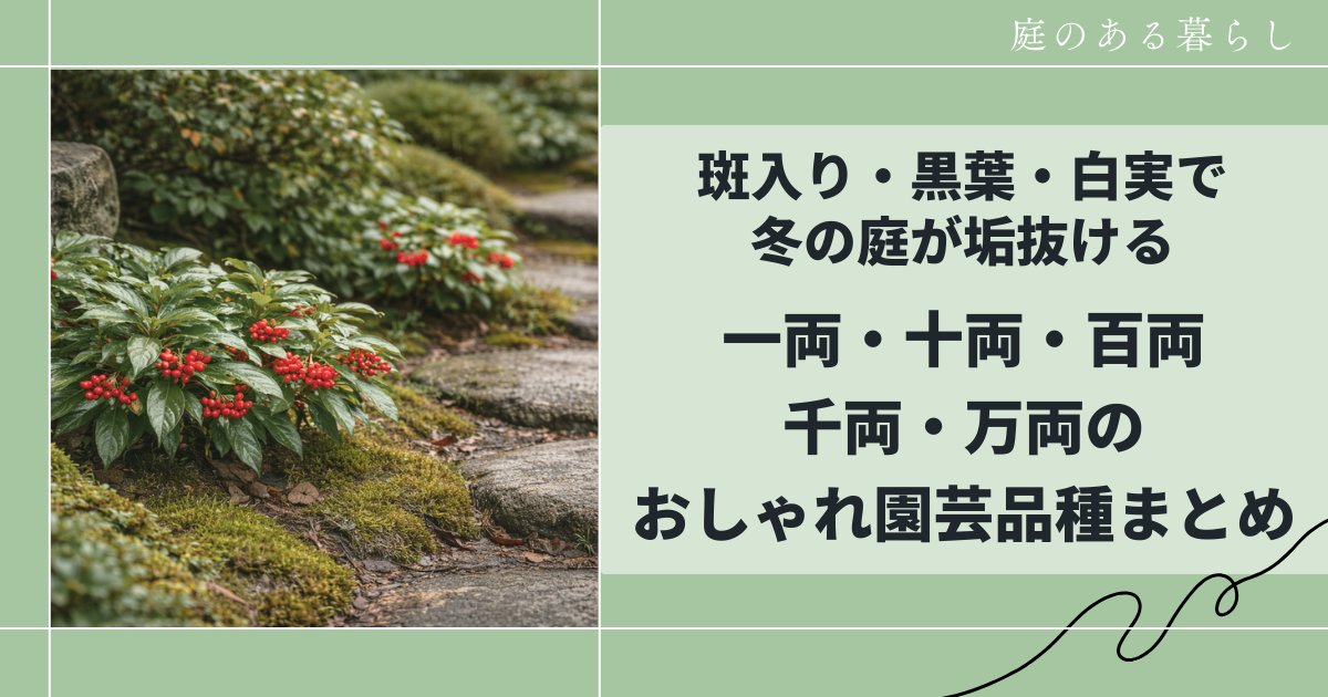 一両・十両・百両・千両・万両のおしゃれ園芸品種まとめ｜斑入り・黒葉・白実で冬を楽しむ