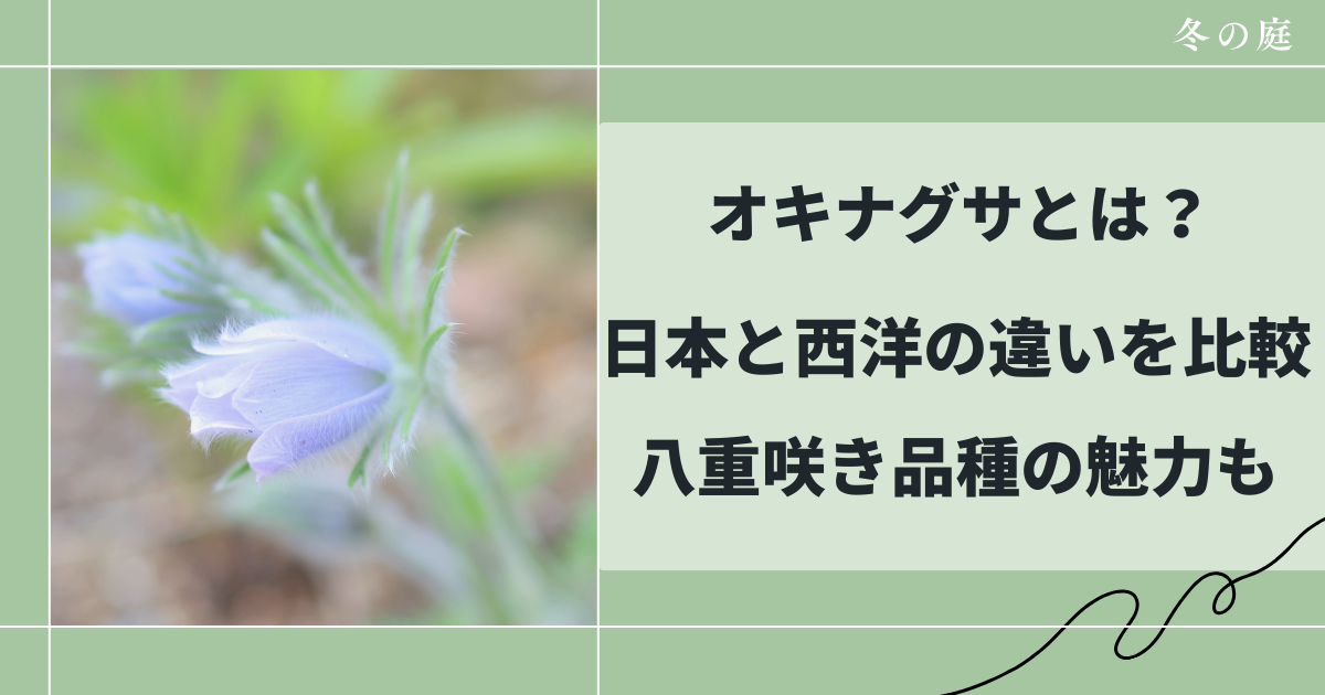 オキナグサとは？日本と西洋の違いを比較｜八重咲き品種の魅力も