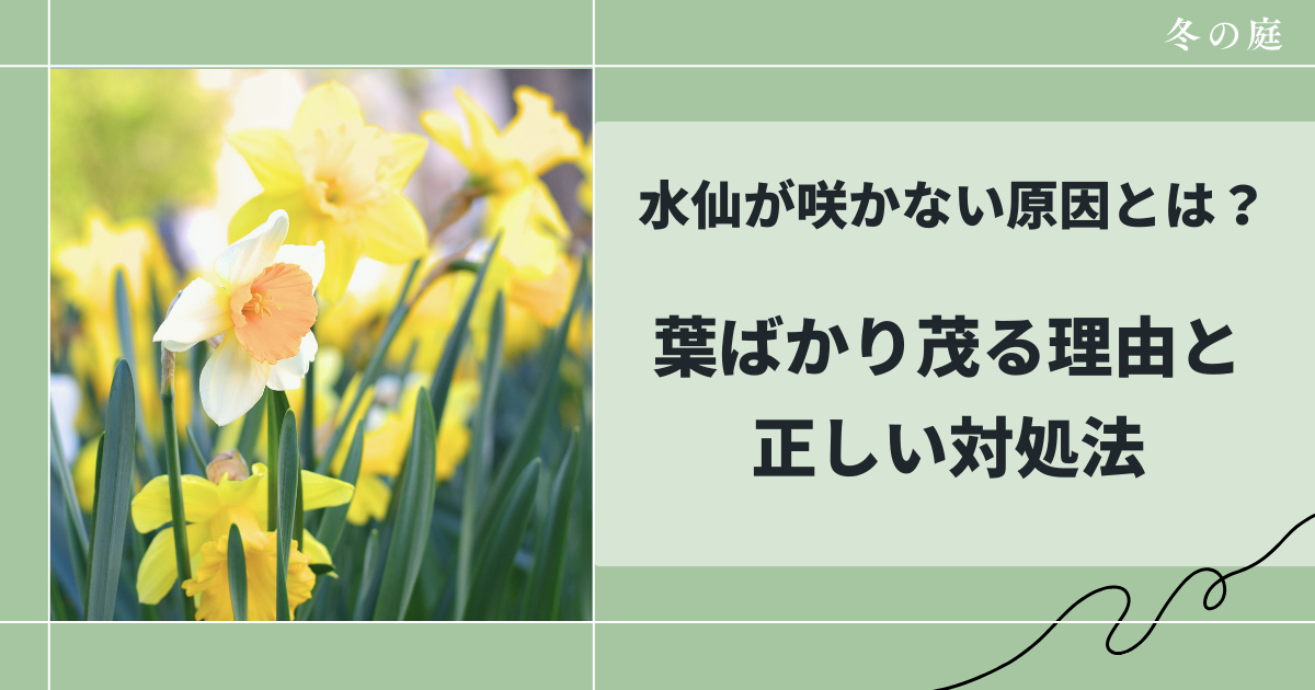水仙が咲かない原因とは?葉ばかり茂る理由と正しい対処法