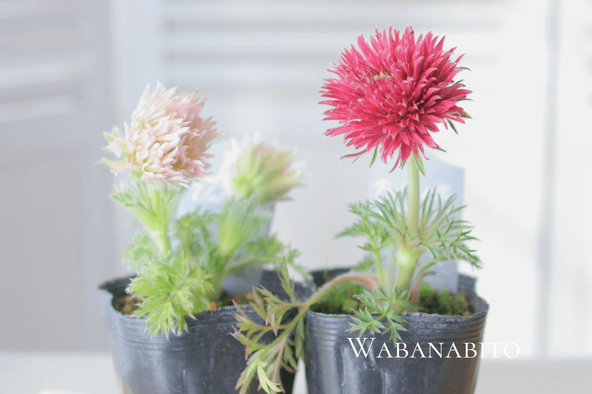 八重咲きのオキナグサ