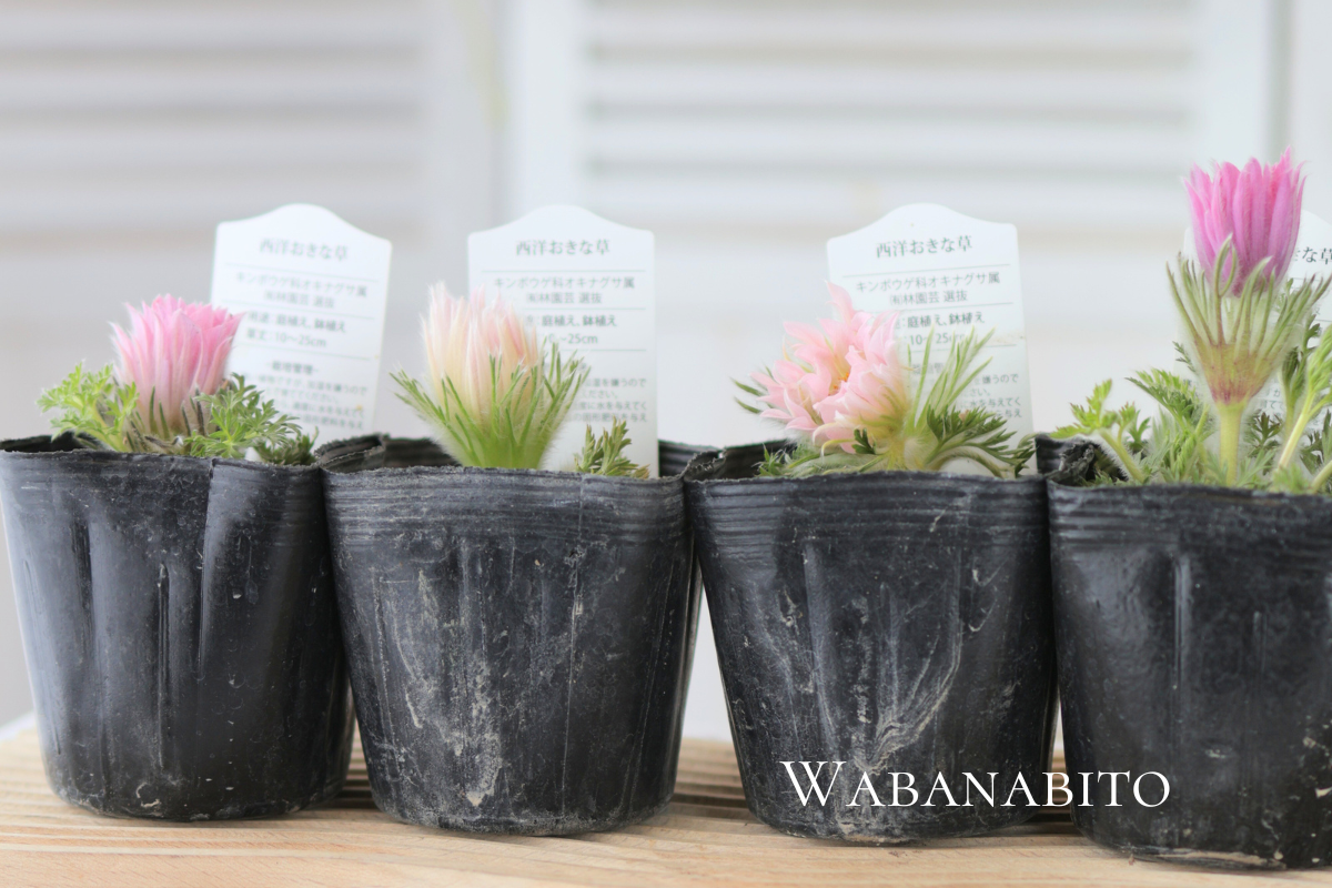 西洋オキナグサ（セイヨウオキナグサ／プルサティラ）