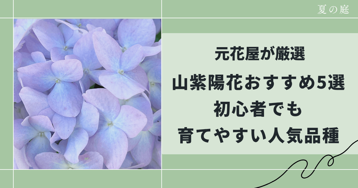 元花屋が厳選|山紫陽花おすすめ5選【初心者でも育てやすい人気品種】