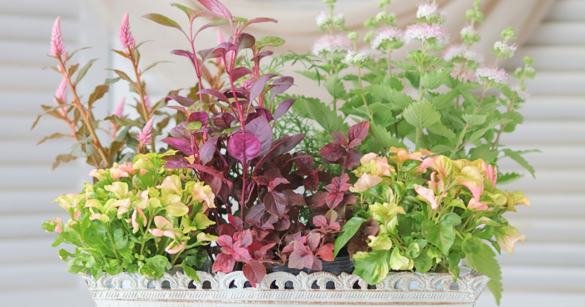 アルテルナンテラファニードレスを使った寄せ植え