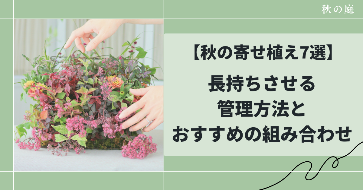 秋の寄せ植え7選、長持ちさせる管理方法